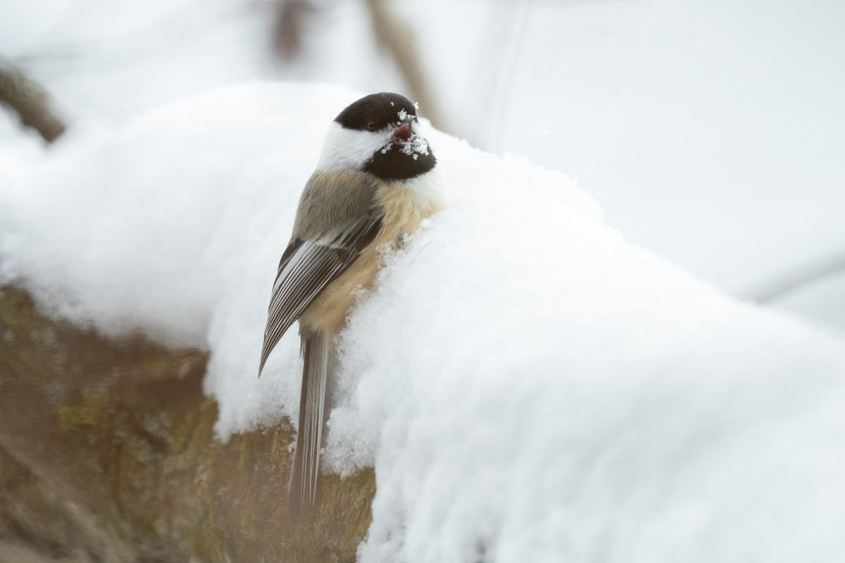 Black-capped Chickadee - ML646872230