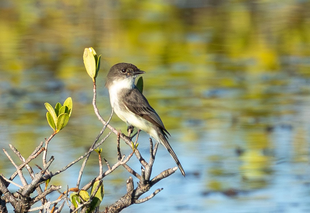 gråfibi - ML646872231