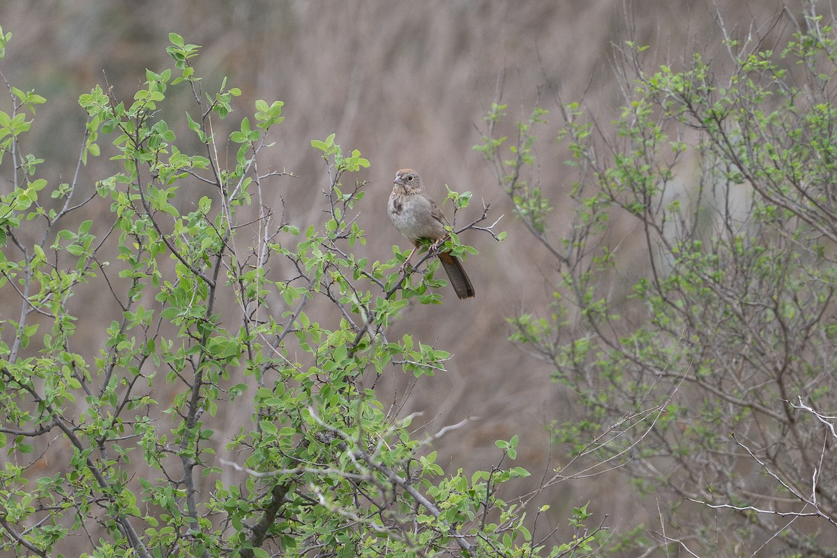 Canyon Towhee - ML646872232