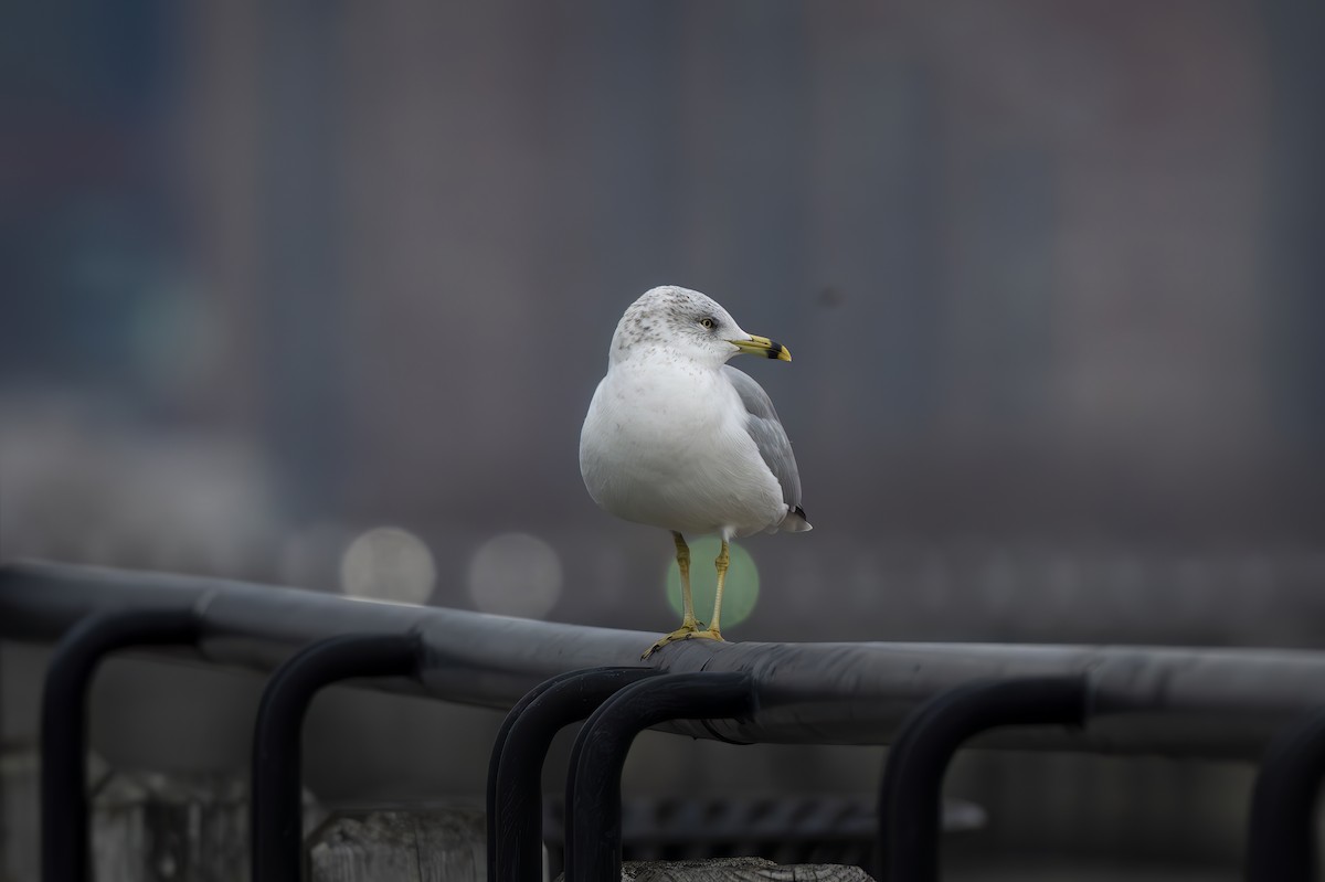 Delawareko kaioa - ML646872233