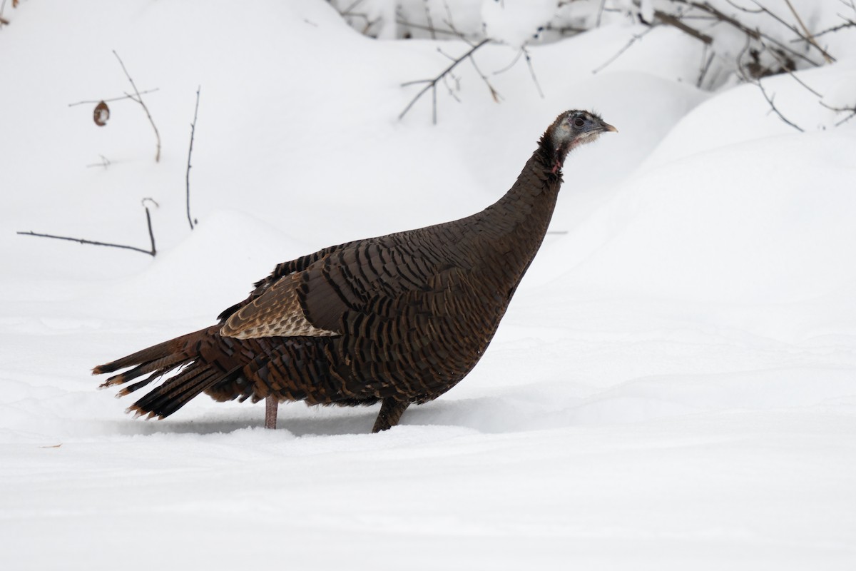 シチメンチョウ - ML646872236