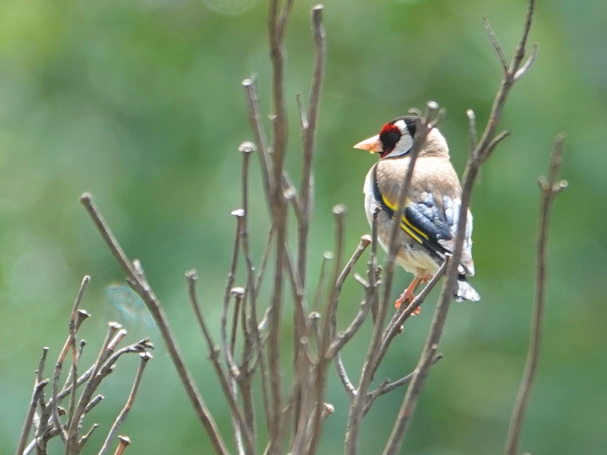 Cardellino - ML646872238