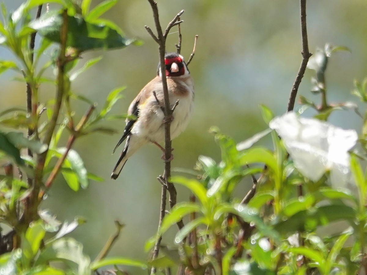 Cardellino - ML646872239