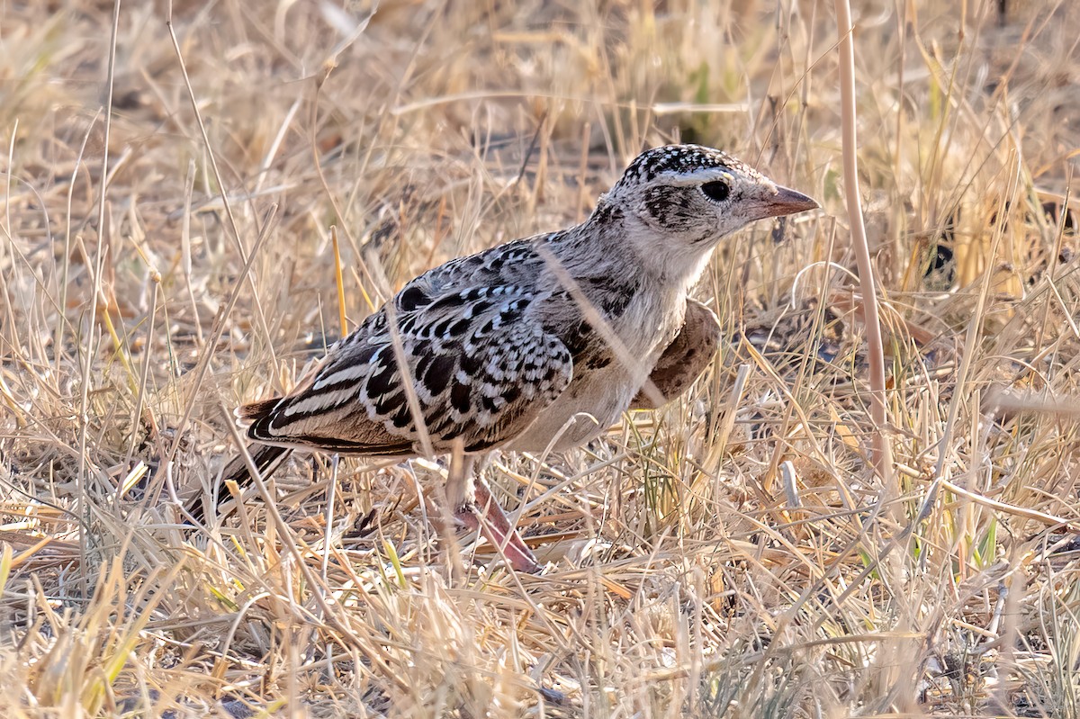 Red-capped Lark - ML646872242