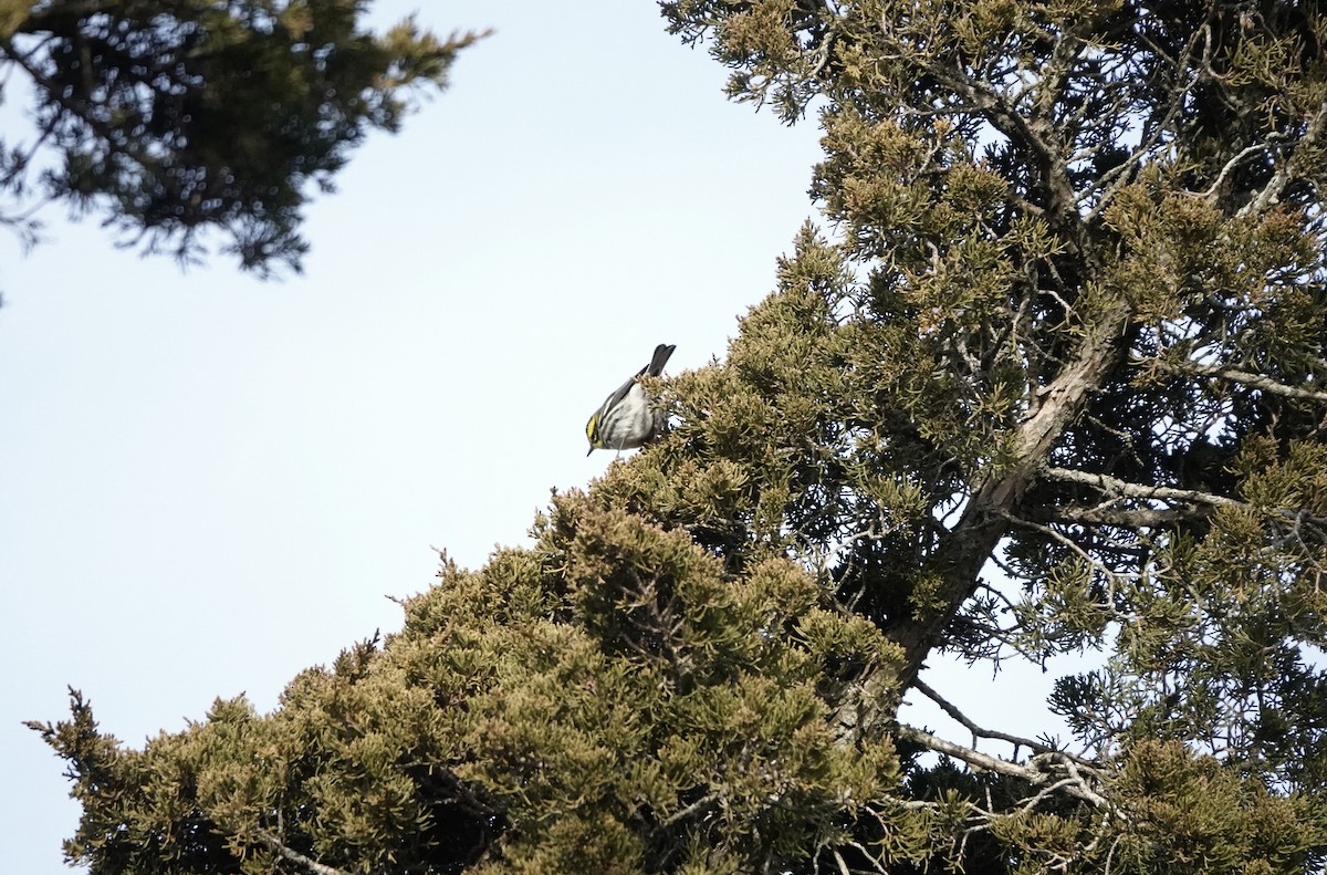 Townsend's Warbler - ML646872245