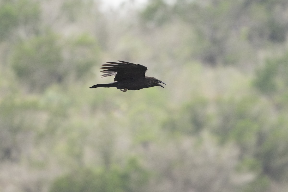 Common Raven - ML646872247