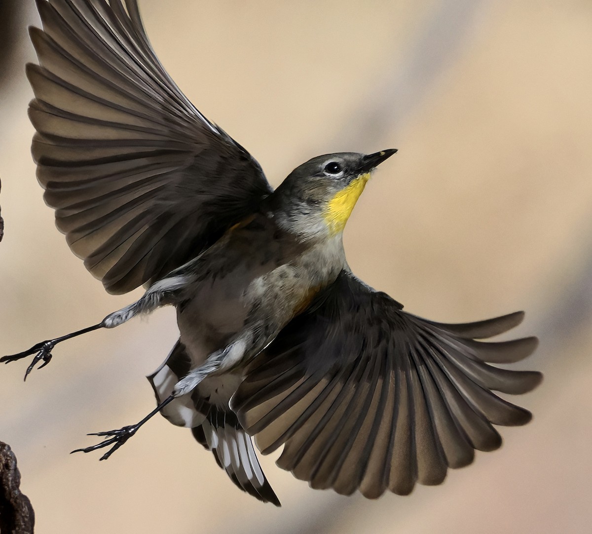 Yellow-rumped Warbler (Audubon's) - ML646872248