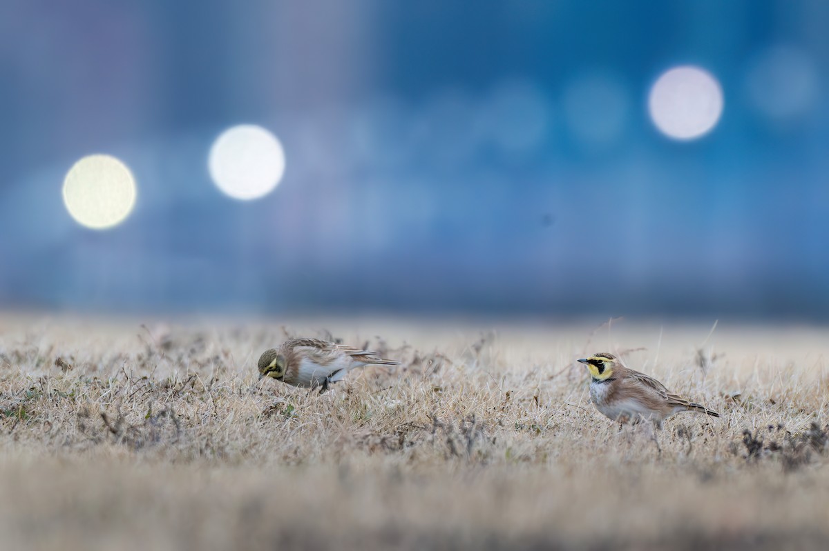 Alondra Cornuda - ML646872249