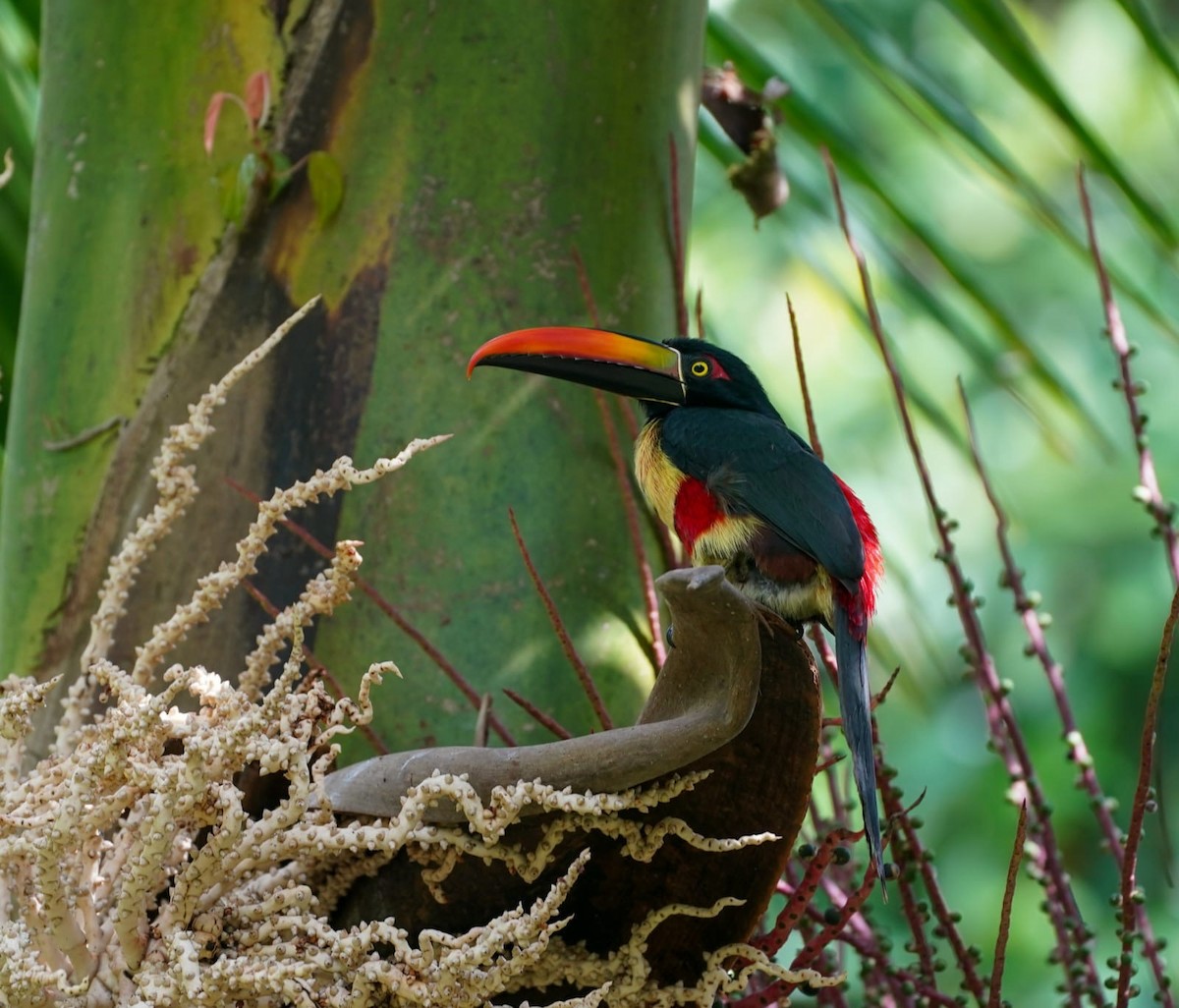 Arasarí Piquinaranja - ML646872250