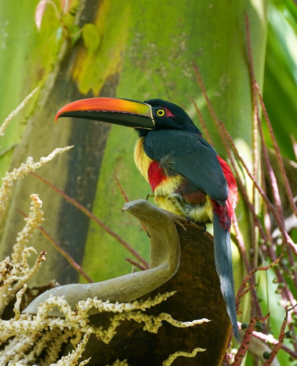 Arasarí Piquinaranja - ML646872251