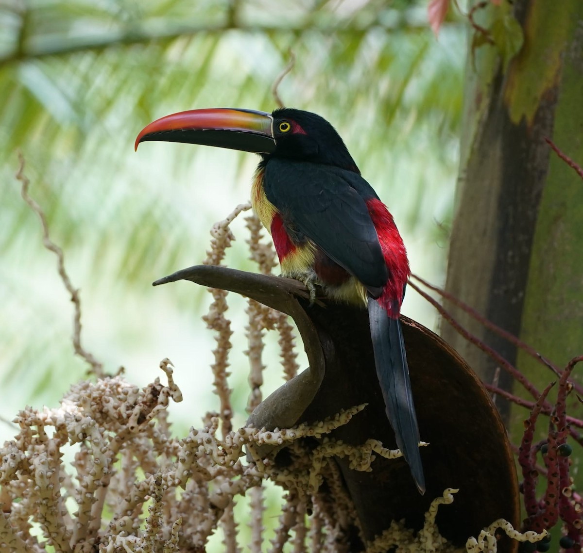 Arasarí Piquinaranja - ML646872252