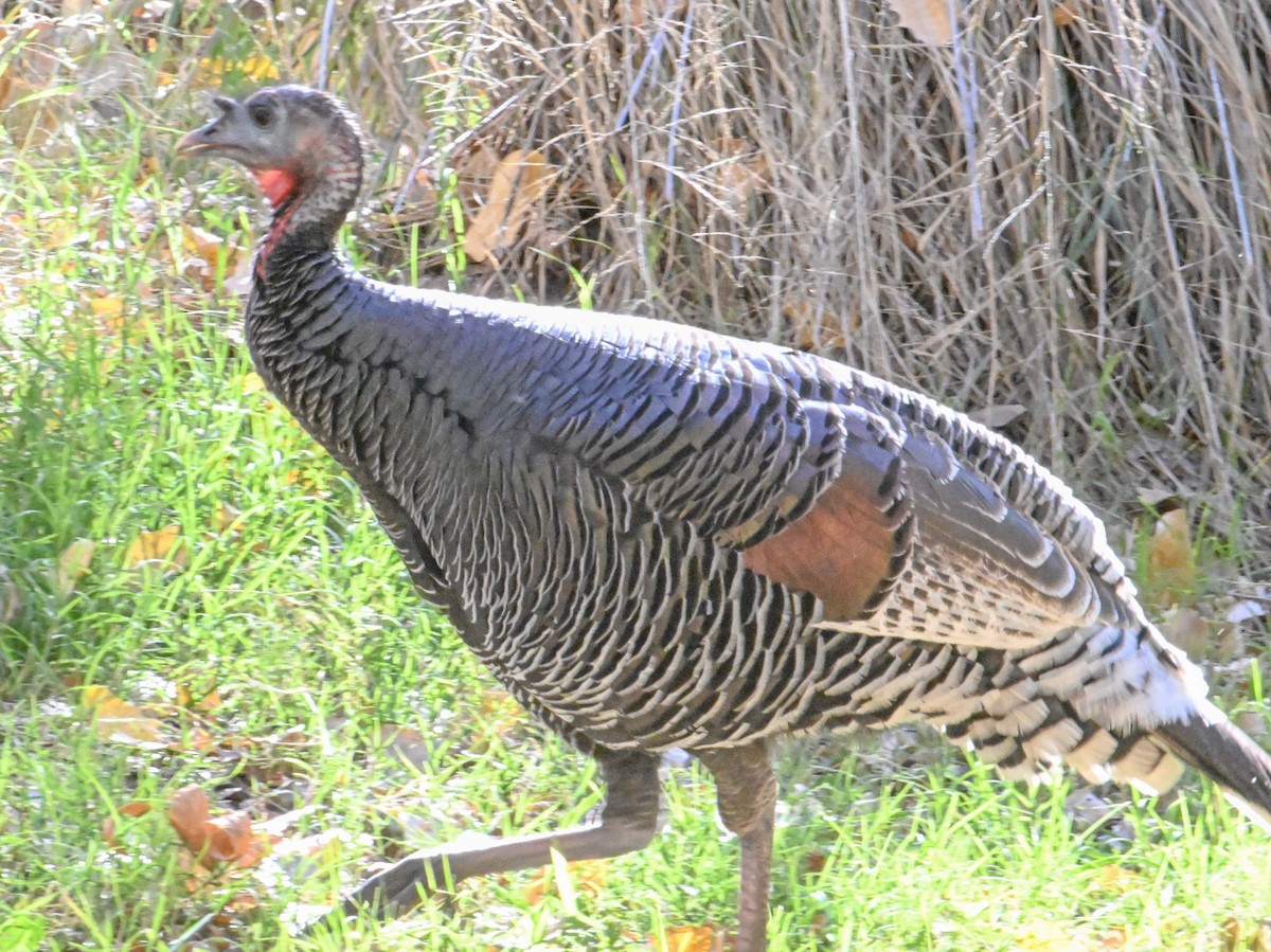 シチメンチョウ - ML646872253