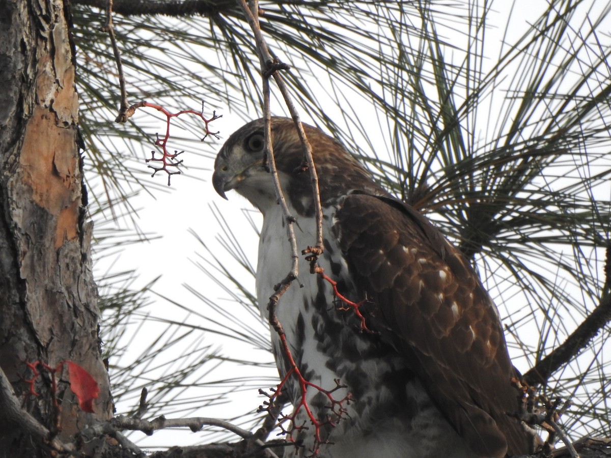 Buse à queue rousse - ML646872257