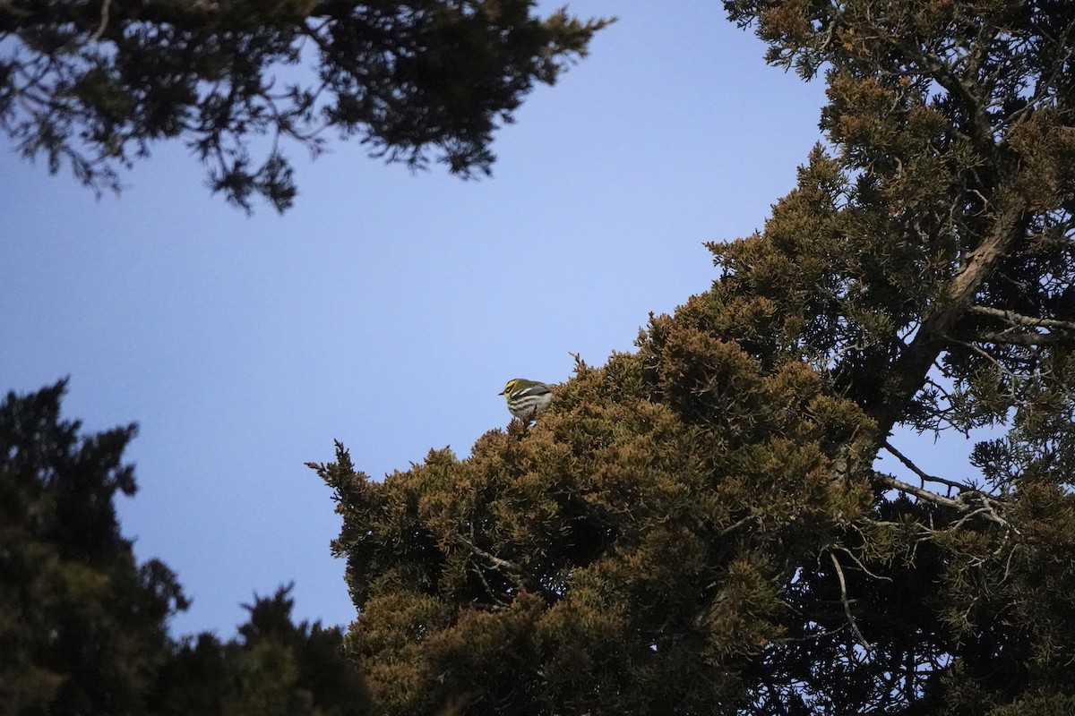 Townsend's Warbler - ML646872261