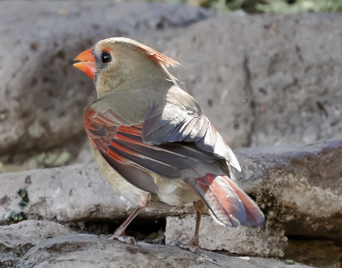 Northern Cardinal - ML646872269