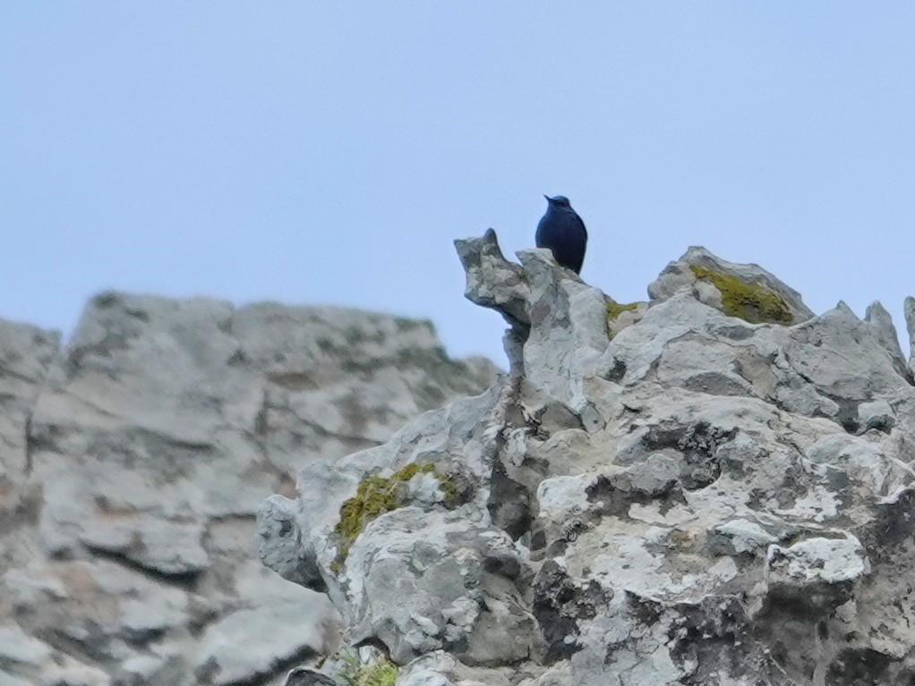 Blaumerle - ML646872276