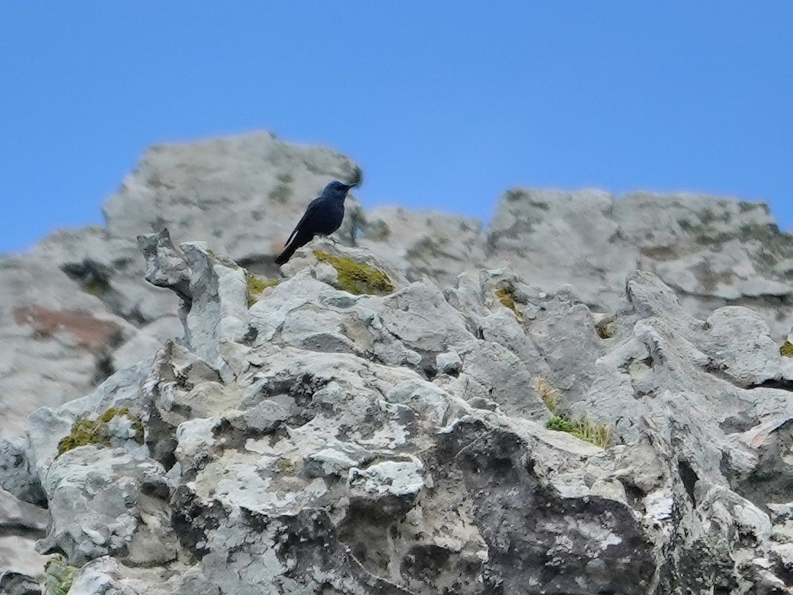 Blaumerle - ML646872277