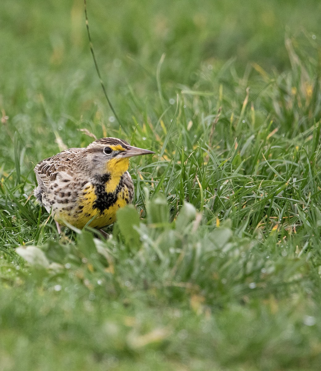 Western Meadowlark - ML646872278
