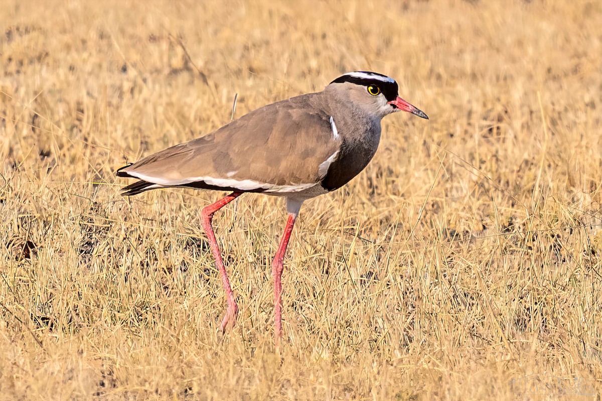 Crowned Lapwing - ML646872280
