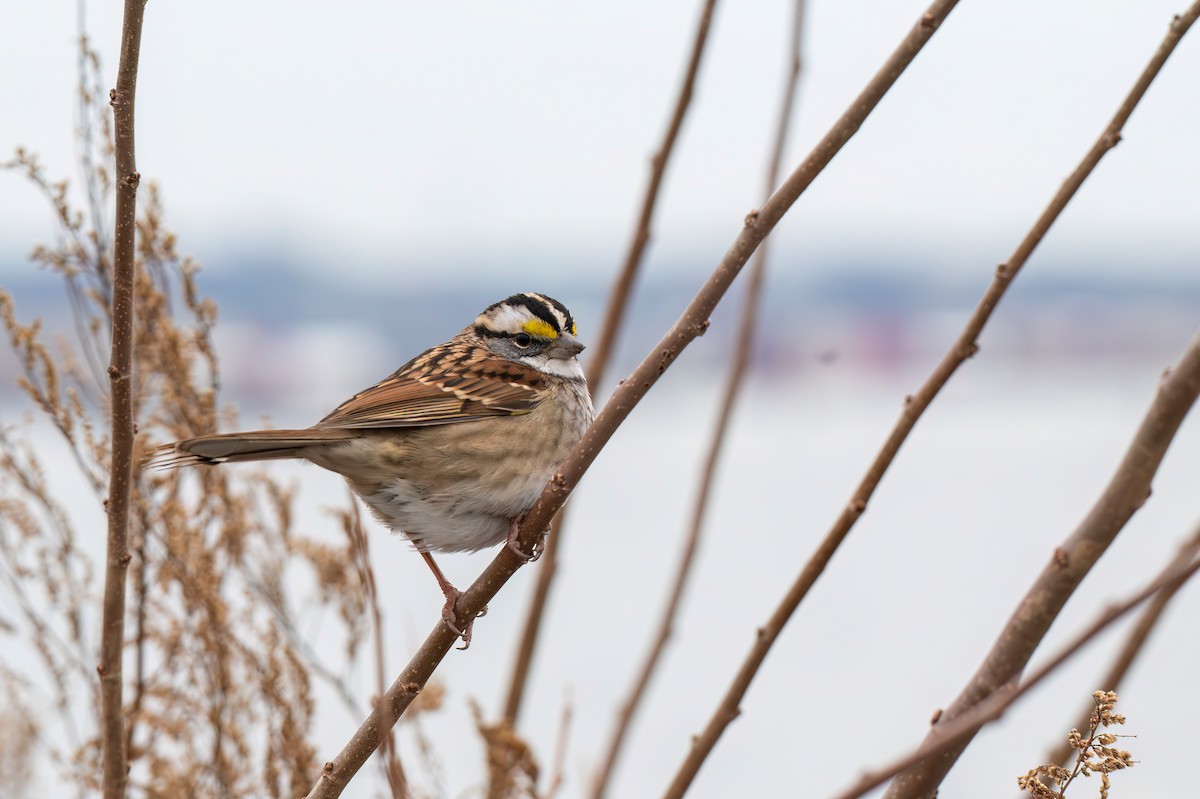 White-throated Sparrow - ML646872281