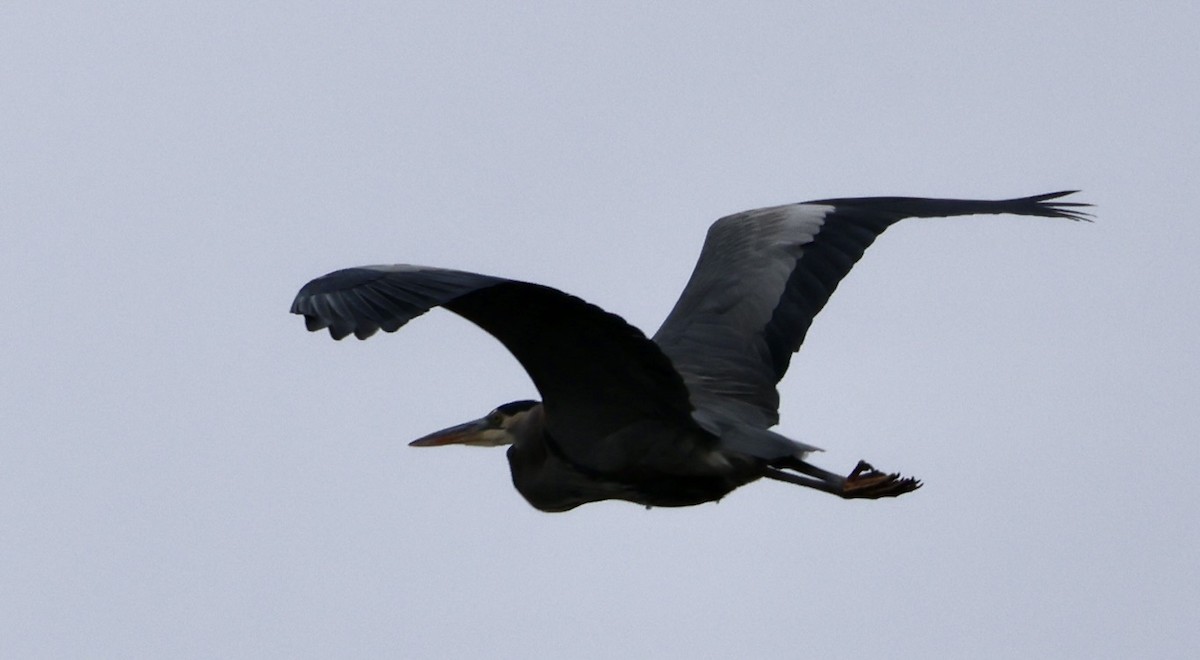 Great Blue Heron - ML646872282