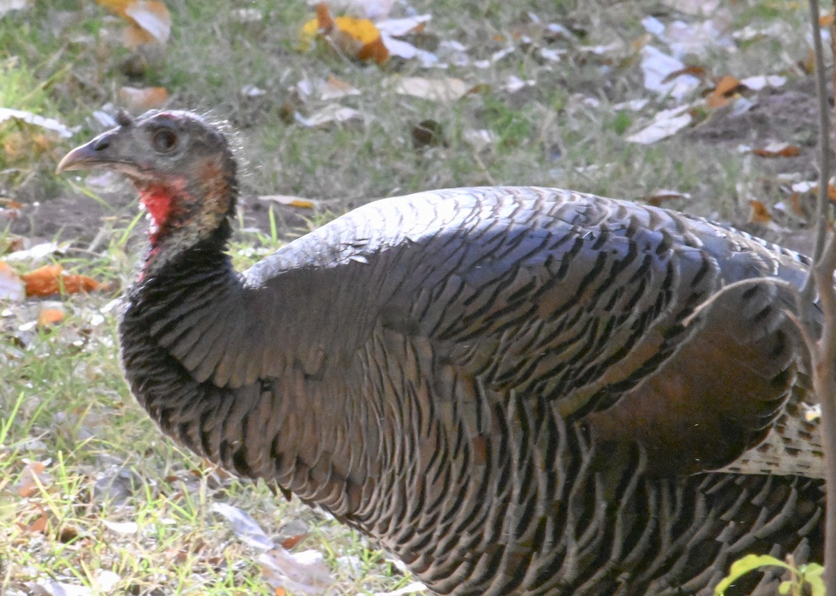 シチメンチョウ - ML646872284