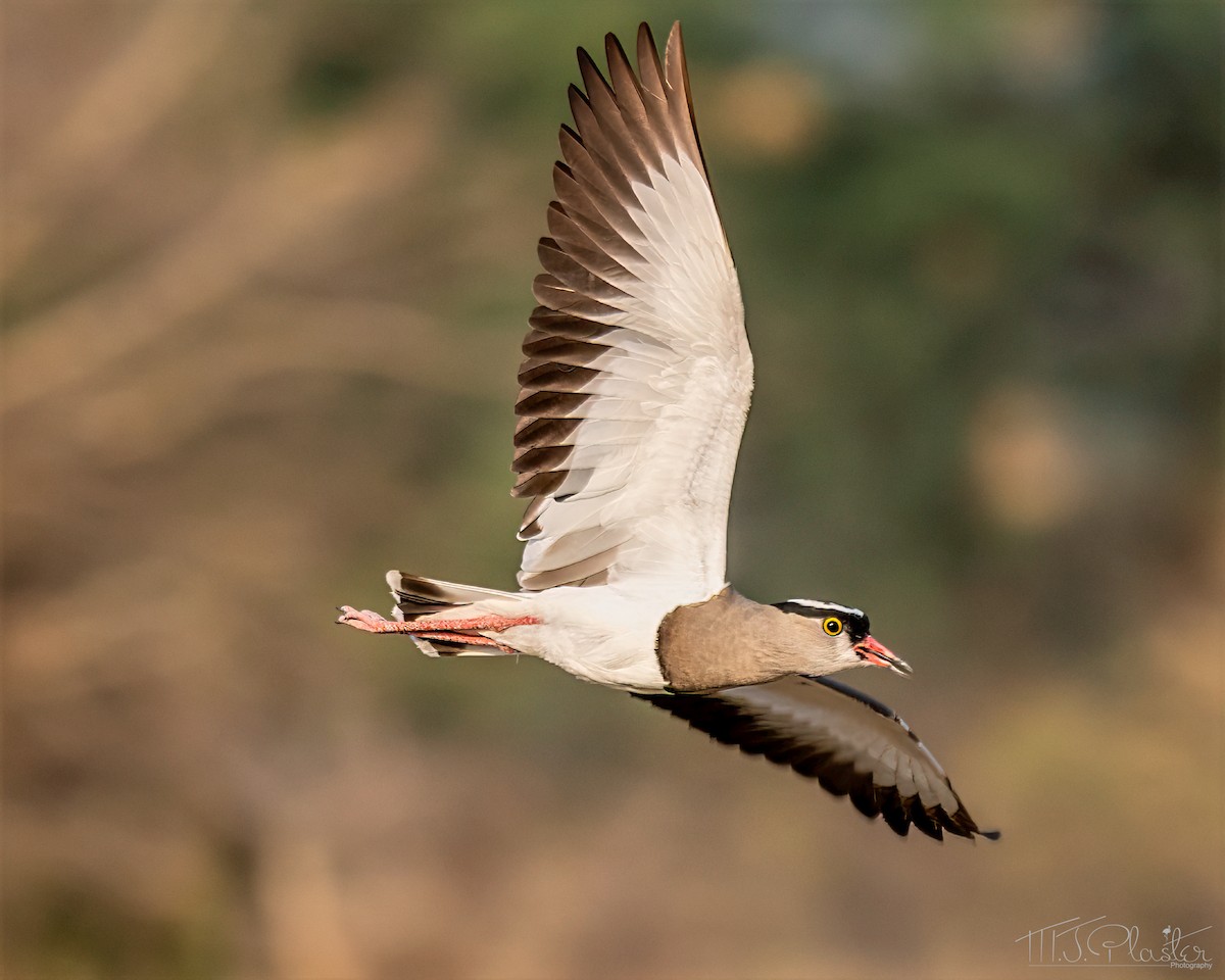 Crowned Lapwing - ML646872285