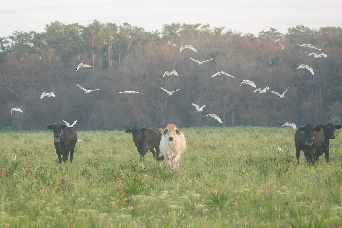 Western Cattle-Egret - ML646872286