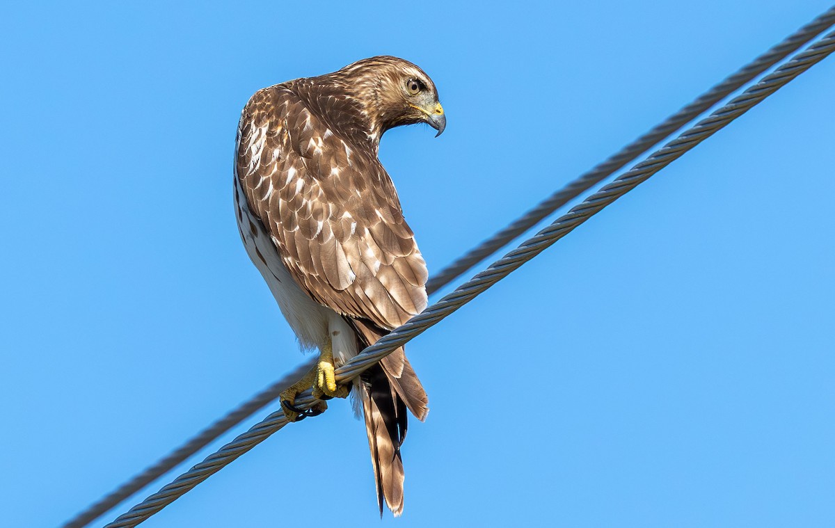 Red-shouldered Hawk - ML646872288