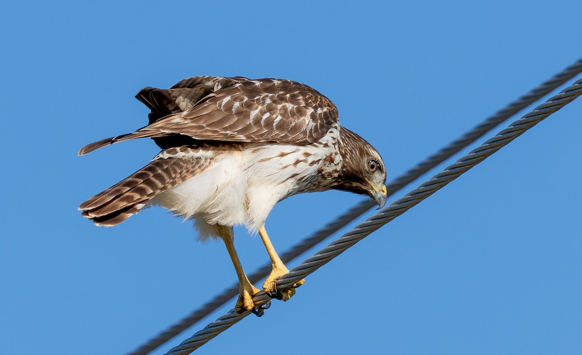 Red-shouldered Hawk - ML646872289