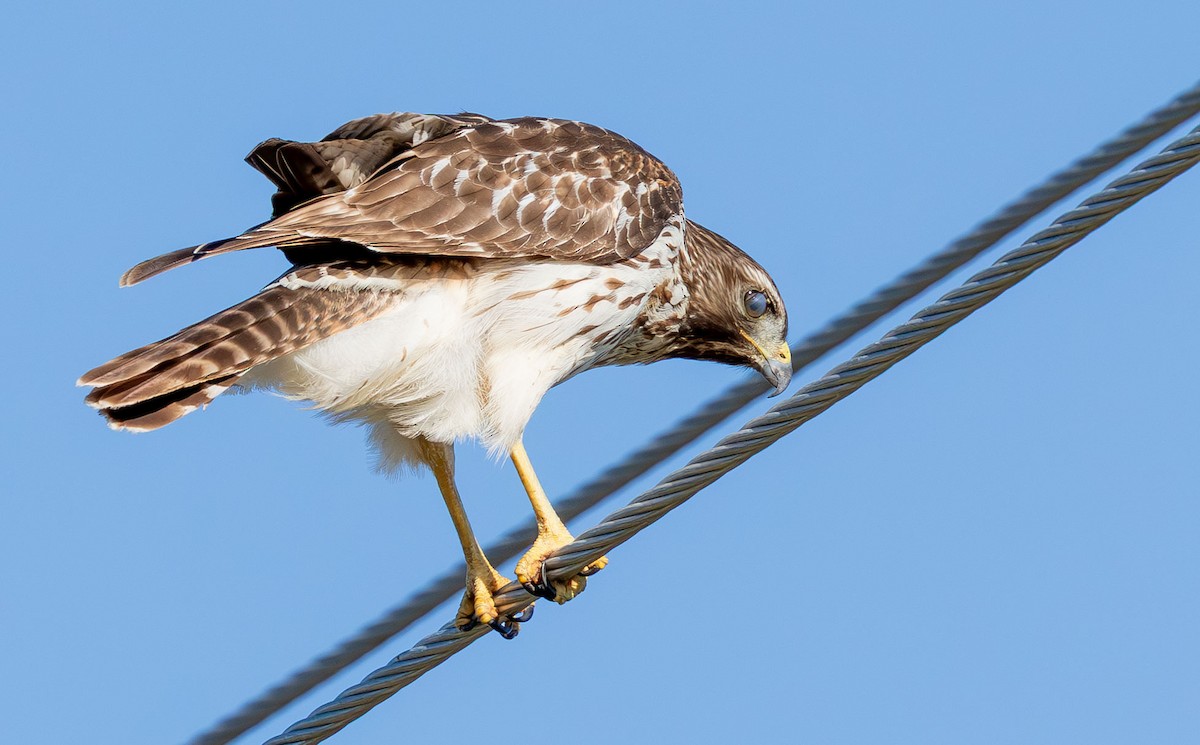Red-shouldered Hawk - ML646872290