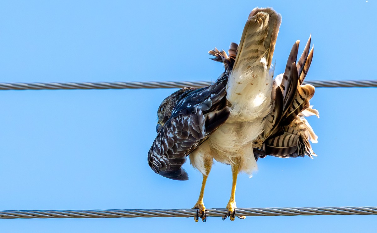 Red-shouldered Hawk - ML646872292