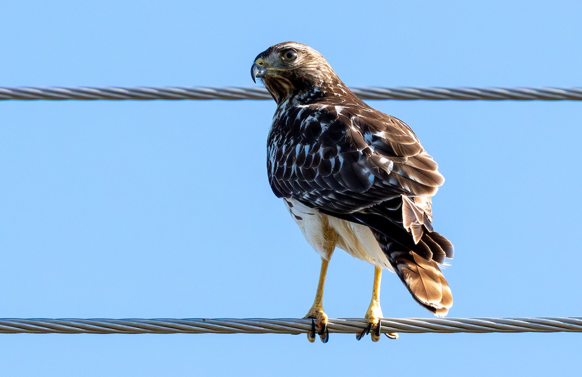 Red-shouldered Hawk - ML646872295