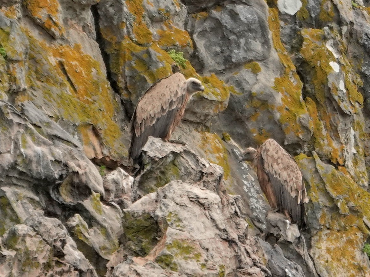 Sai arrea - ML646872296