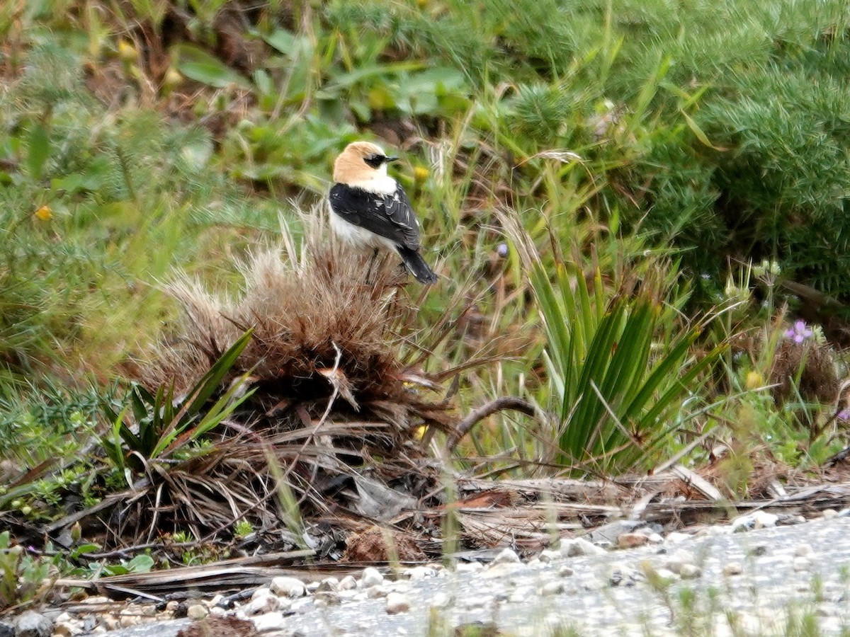 Western Black-eared Wheatear - ML646872297