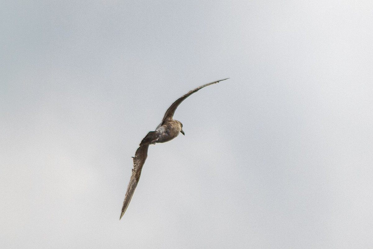 Western Gull - ML646872299