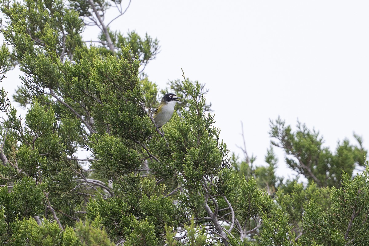 Black-capped Vireo - ML646872300