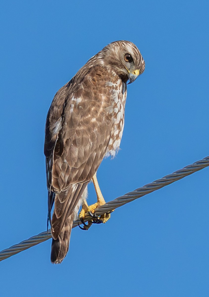 Red-shouldered Hawk - ML646872301