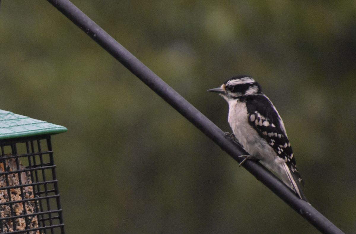 Downy Woodpecker - ML646872302