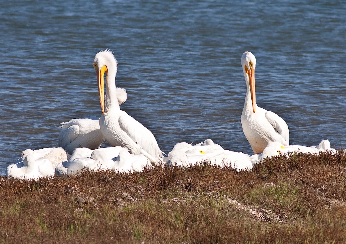 American White Pelican - ML646872303