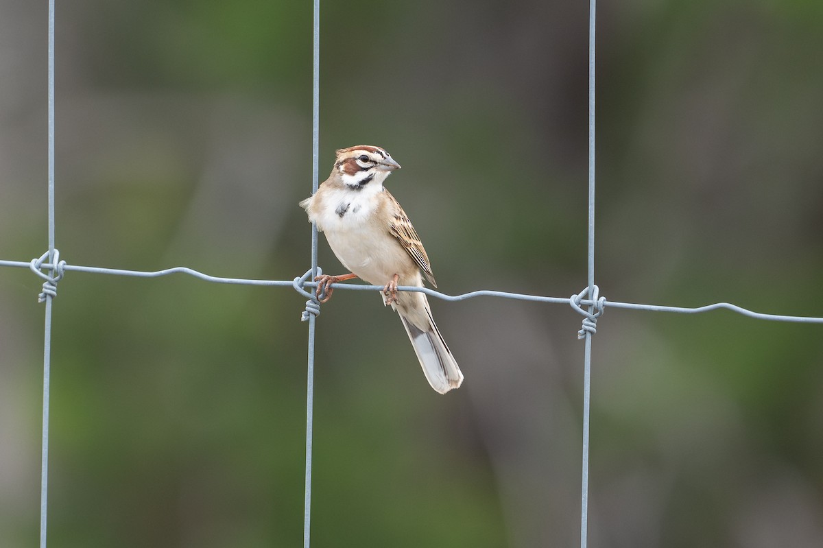 Lark Sparrow - ML646872304