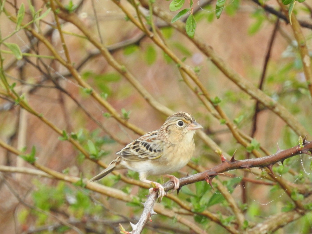 Grasshopper Sparrow - ML646872306
