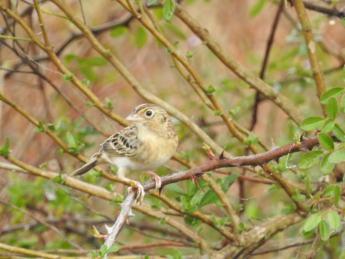 Grasshopper Sparrow - ML646872307