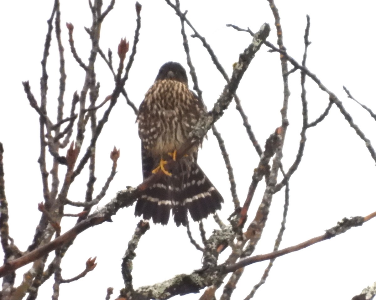 Merlin - ML646872308