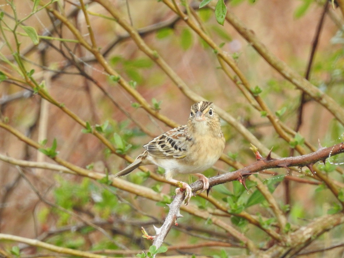 Grasshopper Sparrow - ML646872309