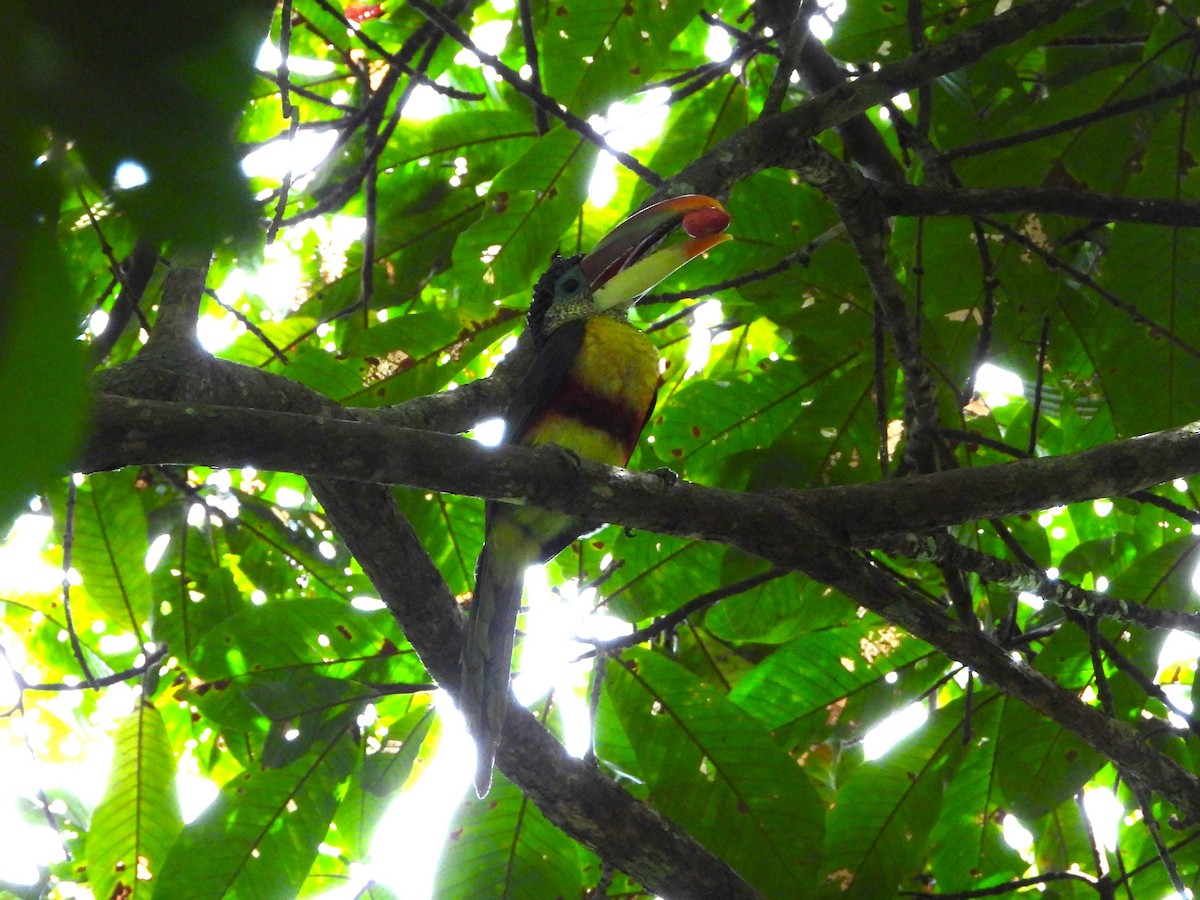 Curl-crested Aracari - ML646872310