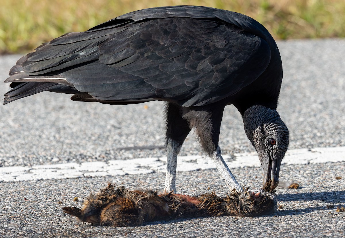Black Vulture - ML646872316