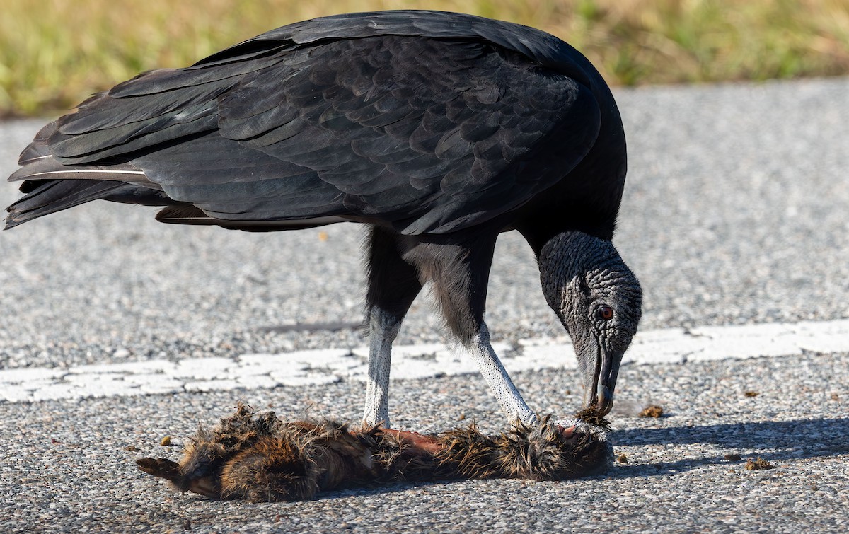 Black Vulture - ML646872317