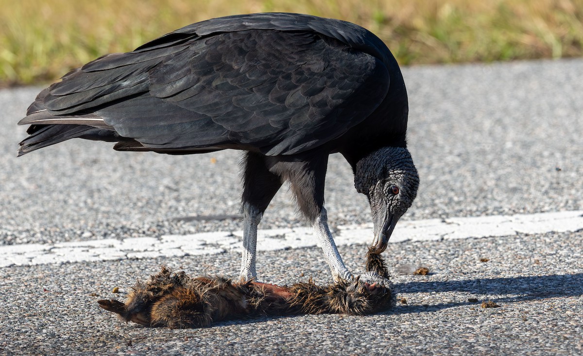 Black Vulture - ML646872318