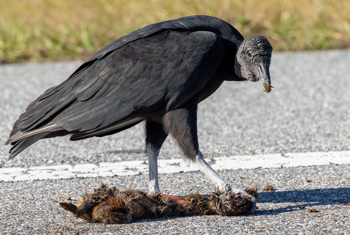 Black Vulture - ML646872319